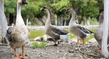 Šedé a bílé čínské husy. Jak chovat a chovat plemeno?